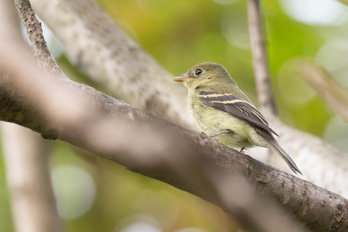 Yellow-bellied Flycatcher - Doug Gochfeld