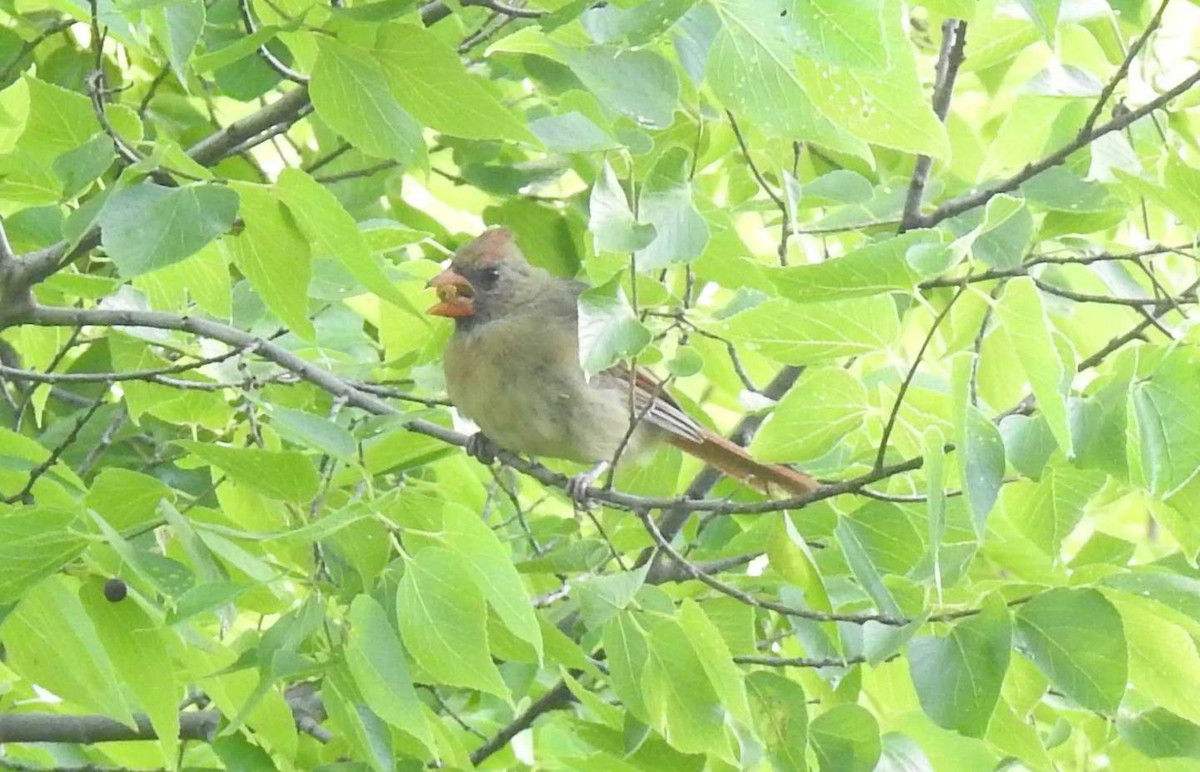 Northern Cardinal - ML263820461