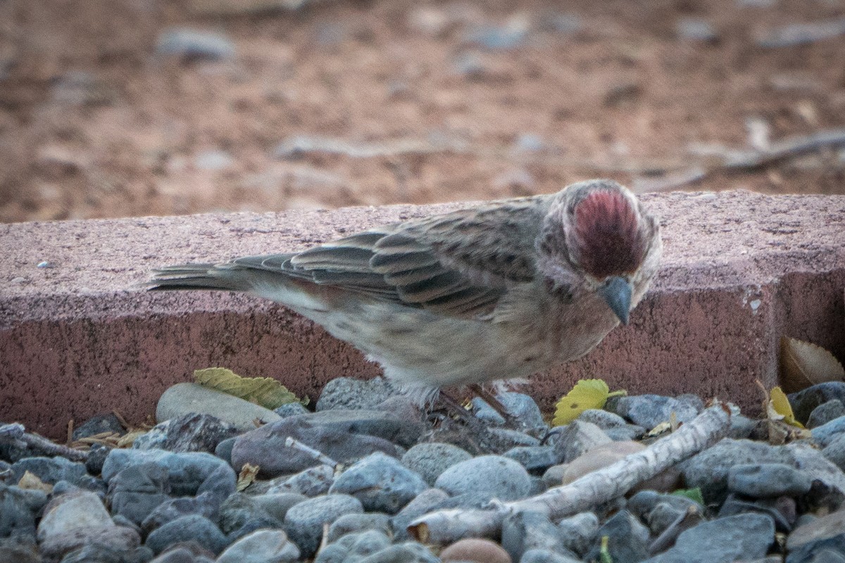 Cassin's Finch - ML263820551