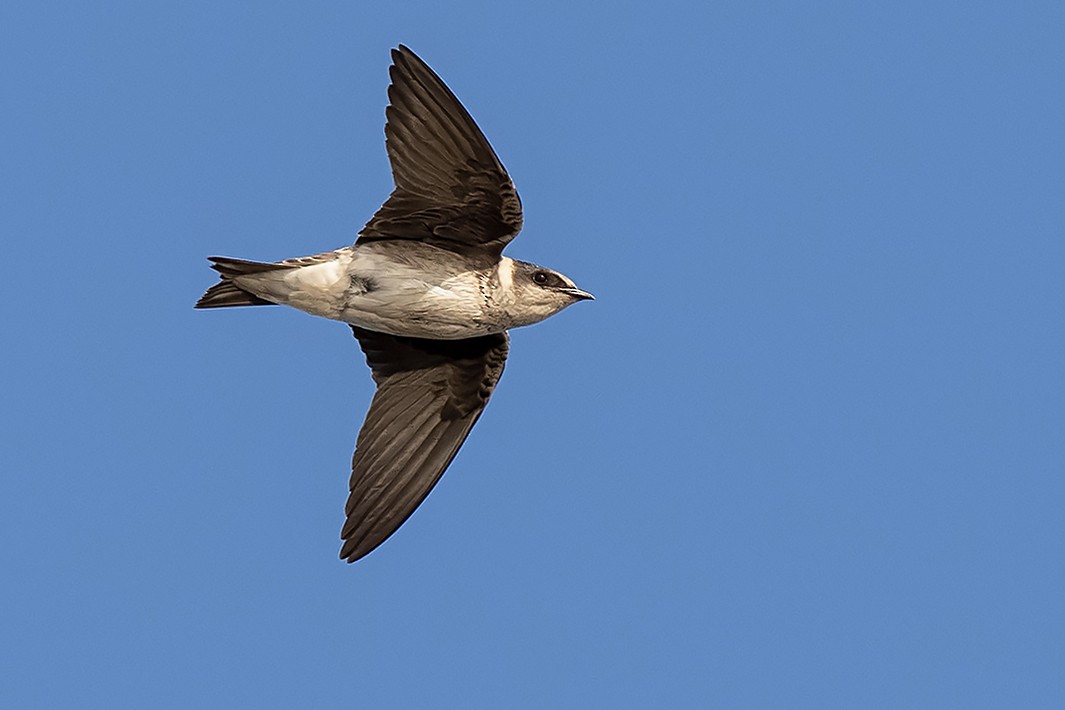 Purple Martin - Julio Mulero