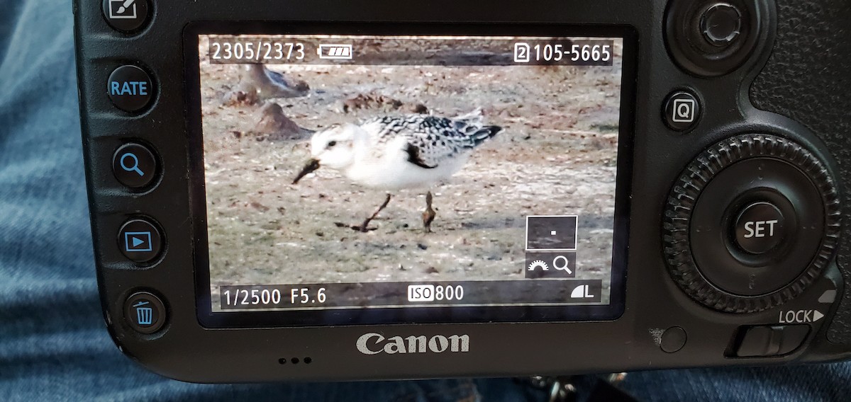 Bécasseau sanderling - ML263823551