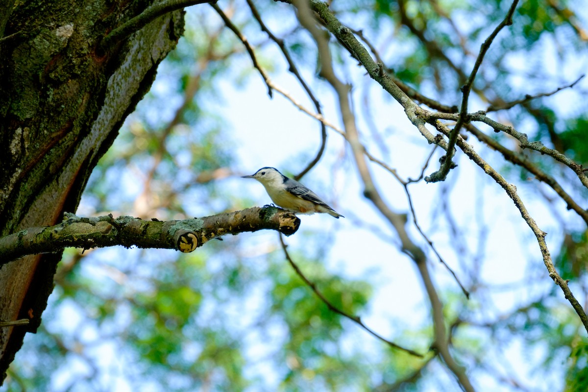 White-breasted Nuthatch - ML263824141