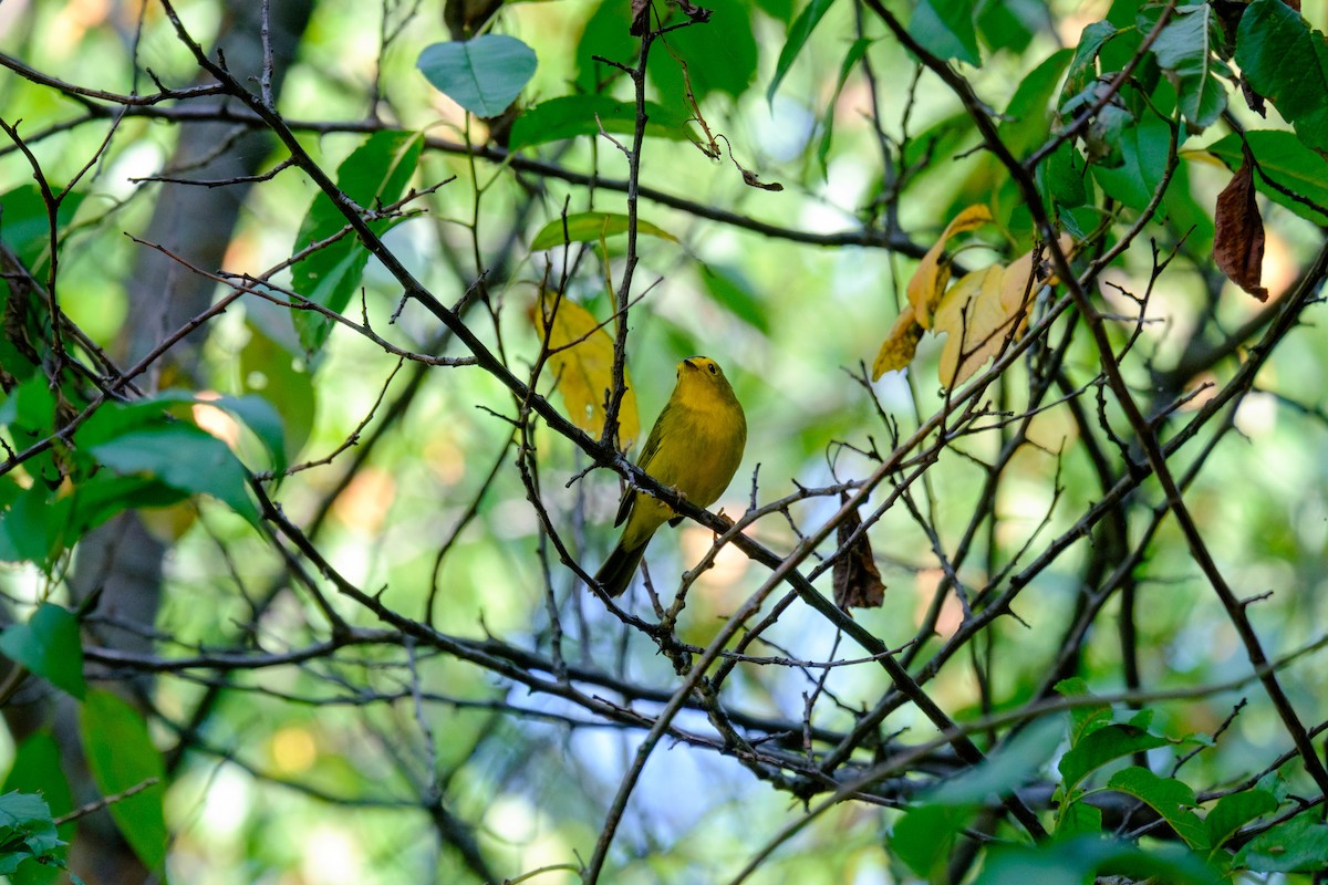 Wilson's Warbler - ML263824171