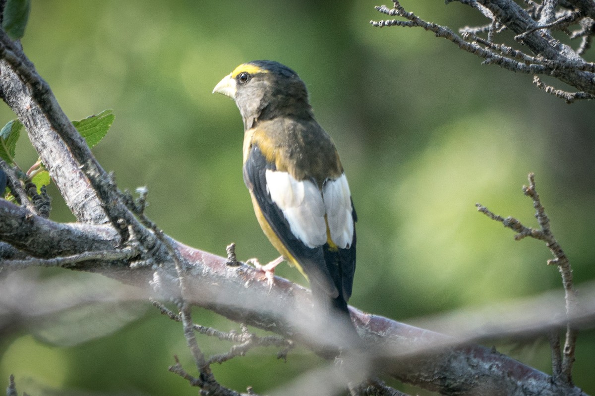 Evening Grosbeak - ML263824271