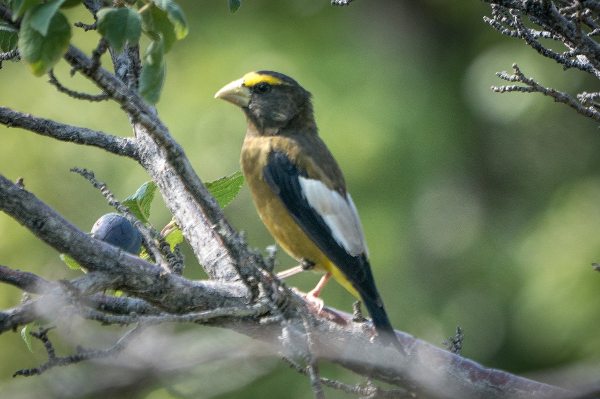 Evening Grosbeak - ML263824291