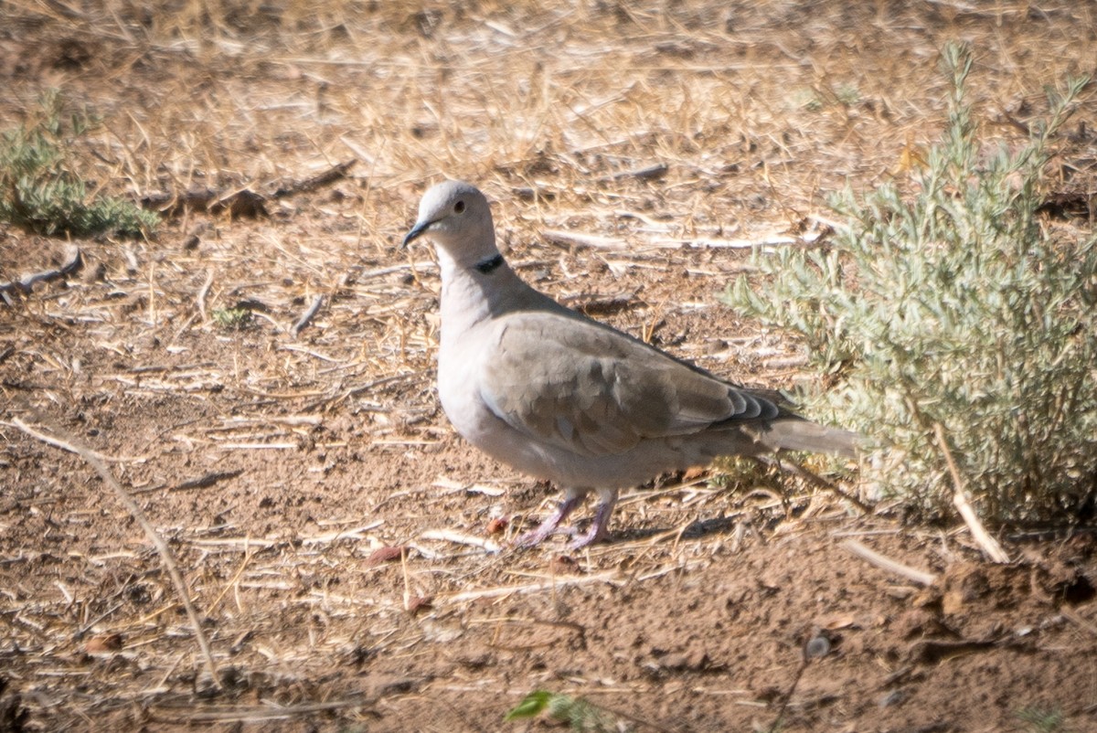 Eurasian Collared-Dove - ML263824621