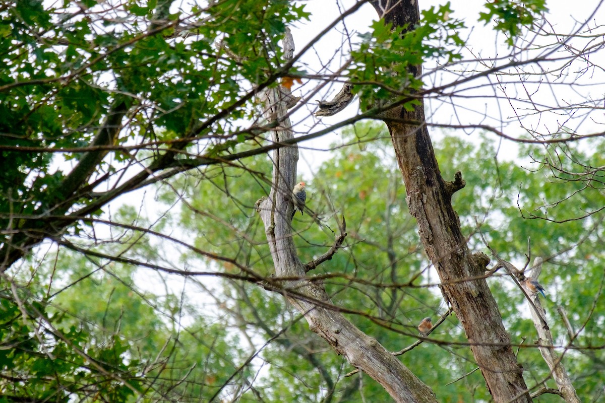 Red-bellied Woodpecker - ML263824911