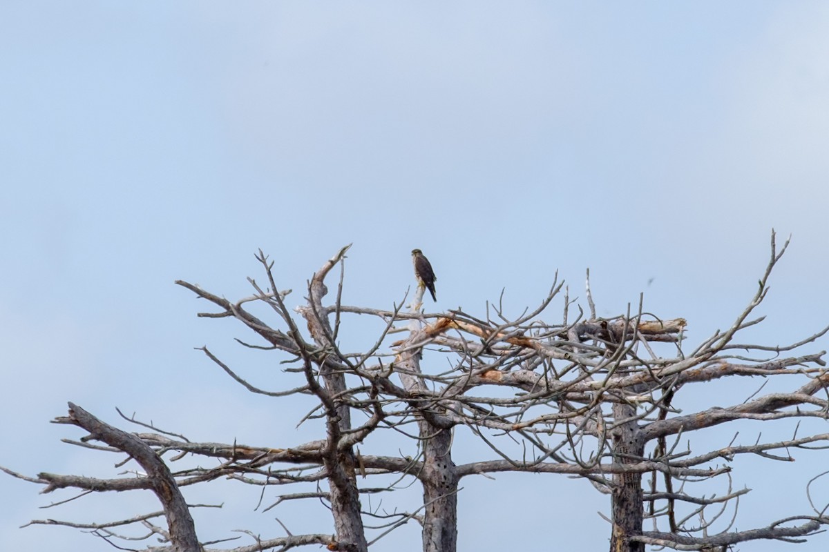 Merlin - ML263824951