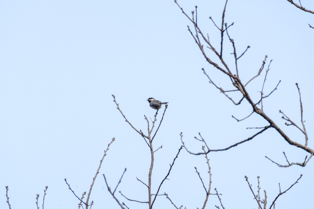 Black-capped Chickadee - ML263825011