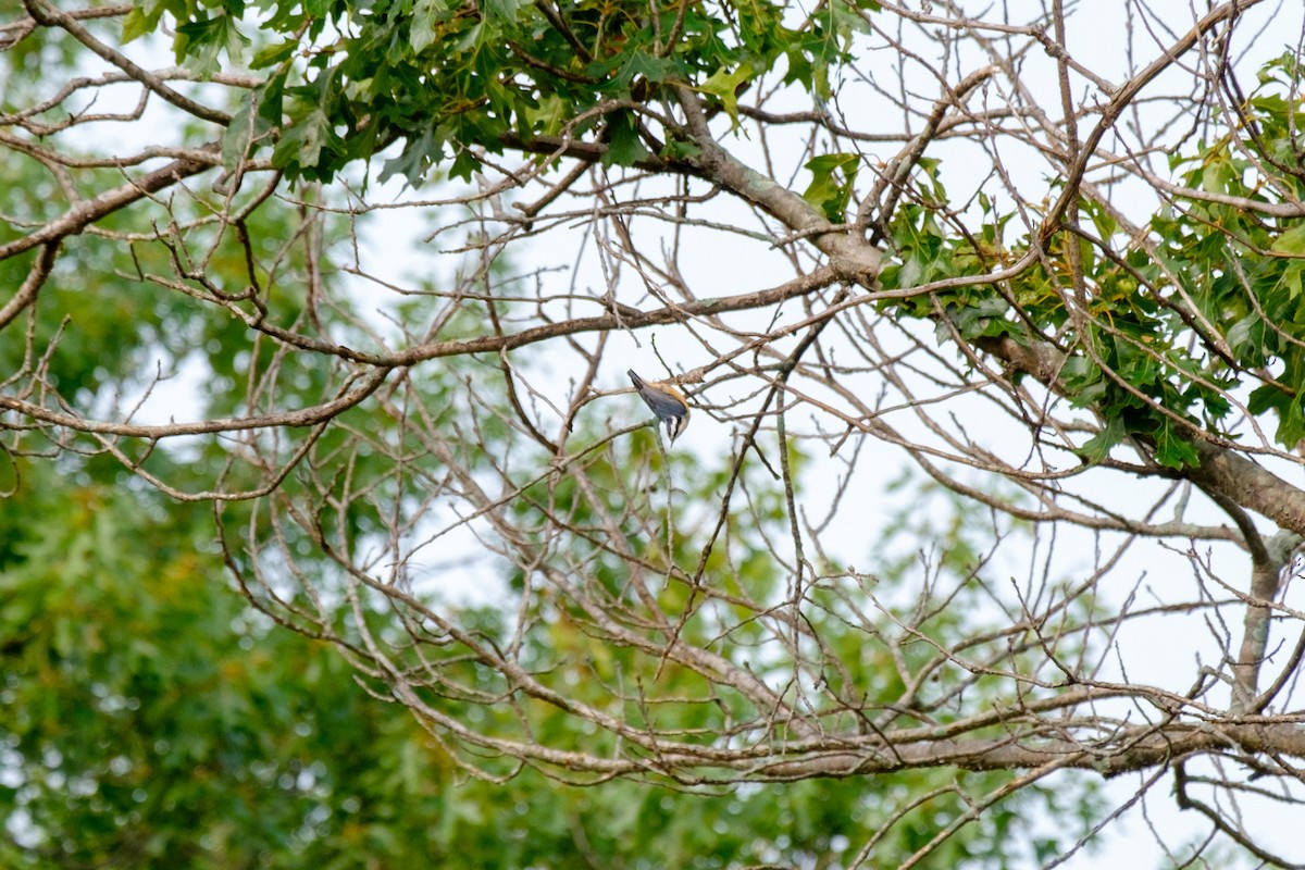Red-breasted Nuthatch - ML263825031