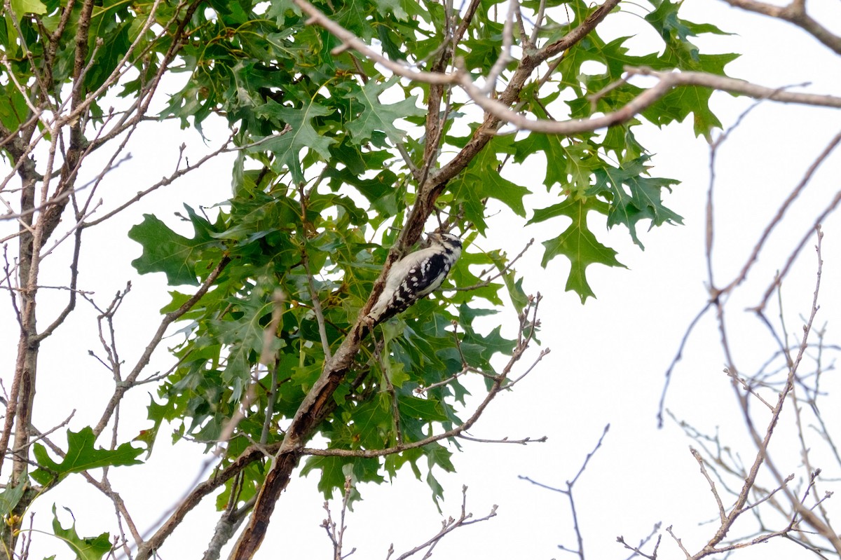 Downy Woodpecker - ML263825071