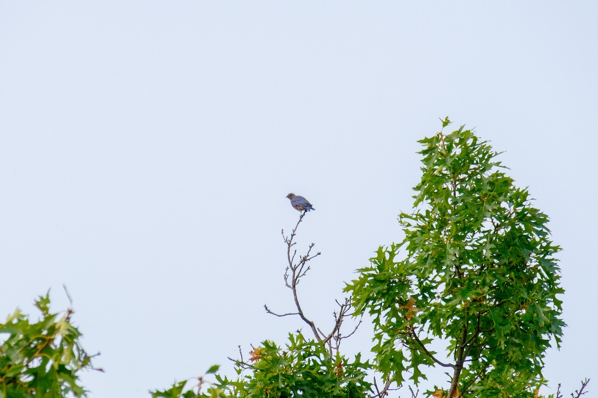 Eastern Bluebird - ML263825081
