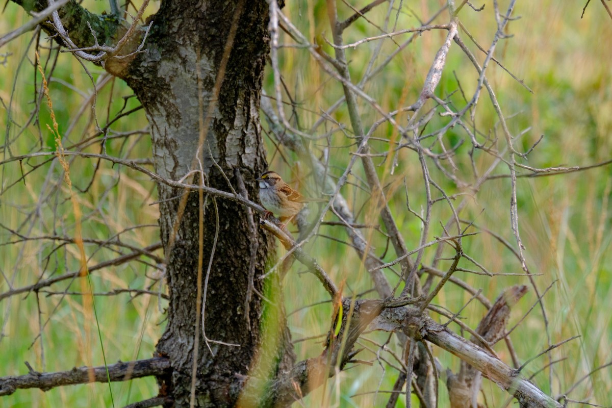 White-throated Sparrow - ML263825111