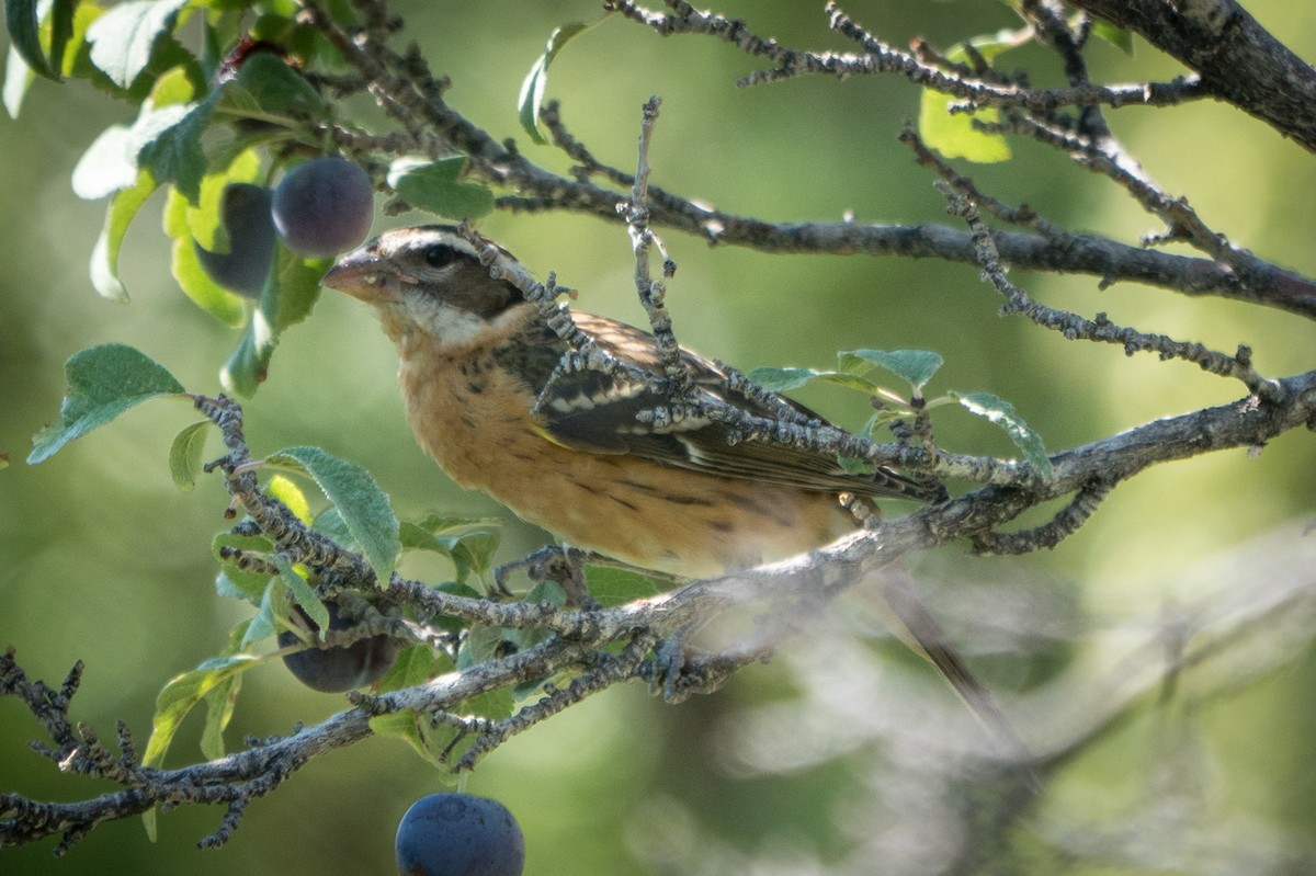 Black-headed Grosbeak - Ed McGee