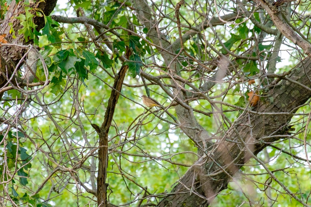 Palm Warbler - ML263825191