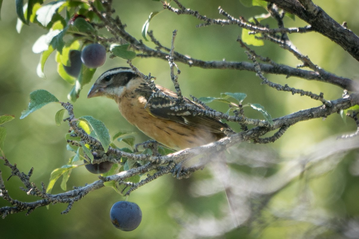 Black-headed Grosbeak - ML263825201