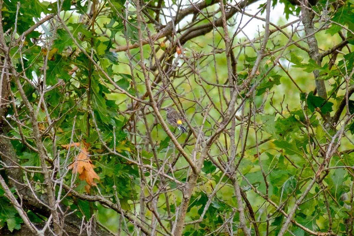 Yellow-rumped Warbler - ML263825301