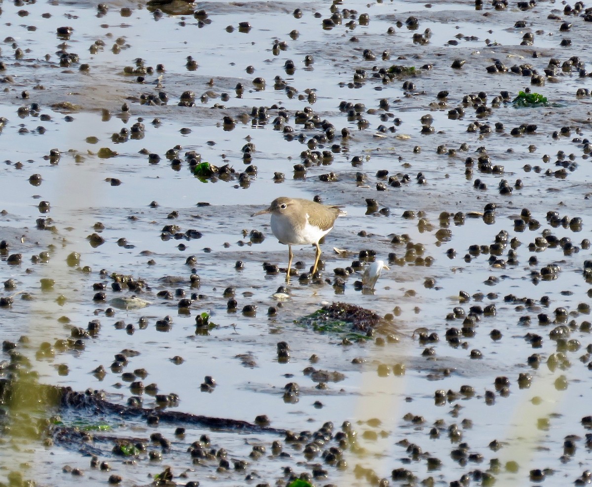 Chevalier grivelé - ML263825601