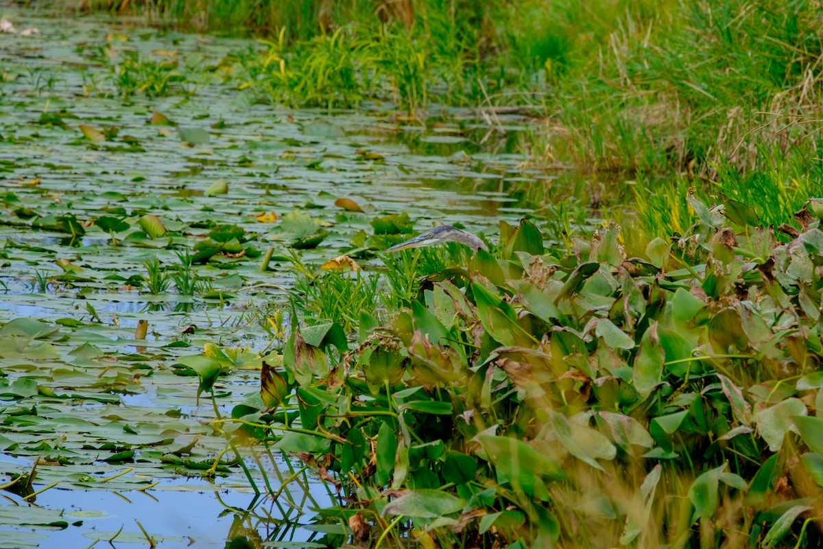 Great Blue Heron - ML263825901