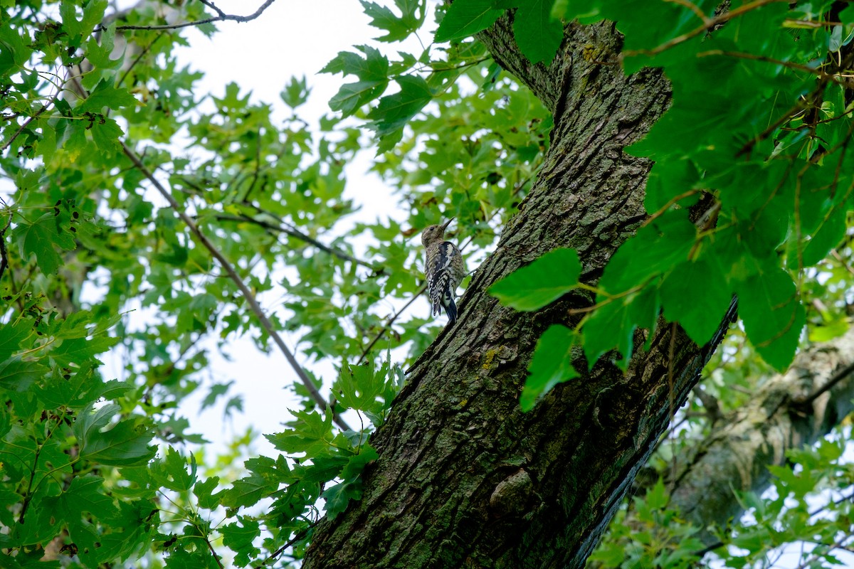 Yellow-bellied Sapsucker - ML263825911