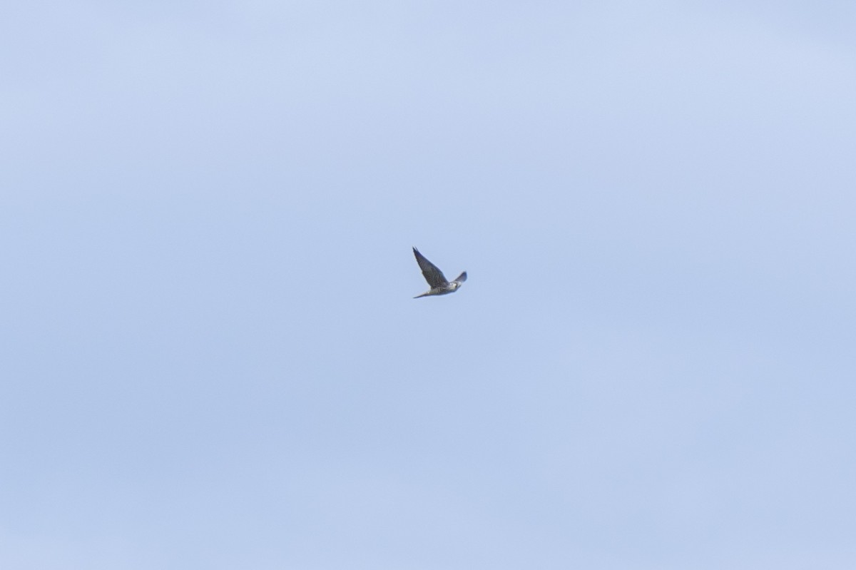 Peregrine Falcon - ML263826031