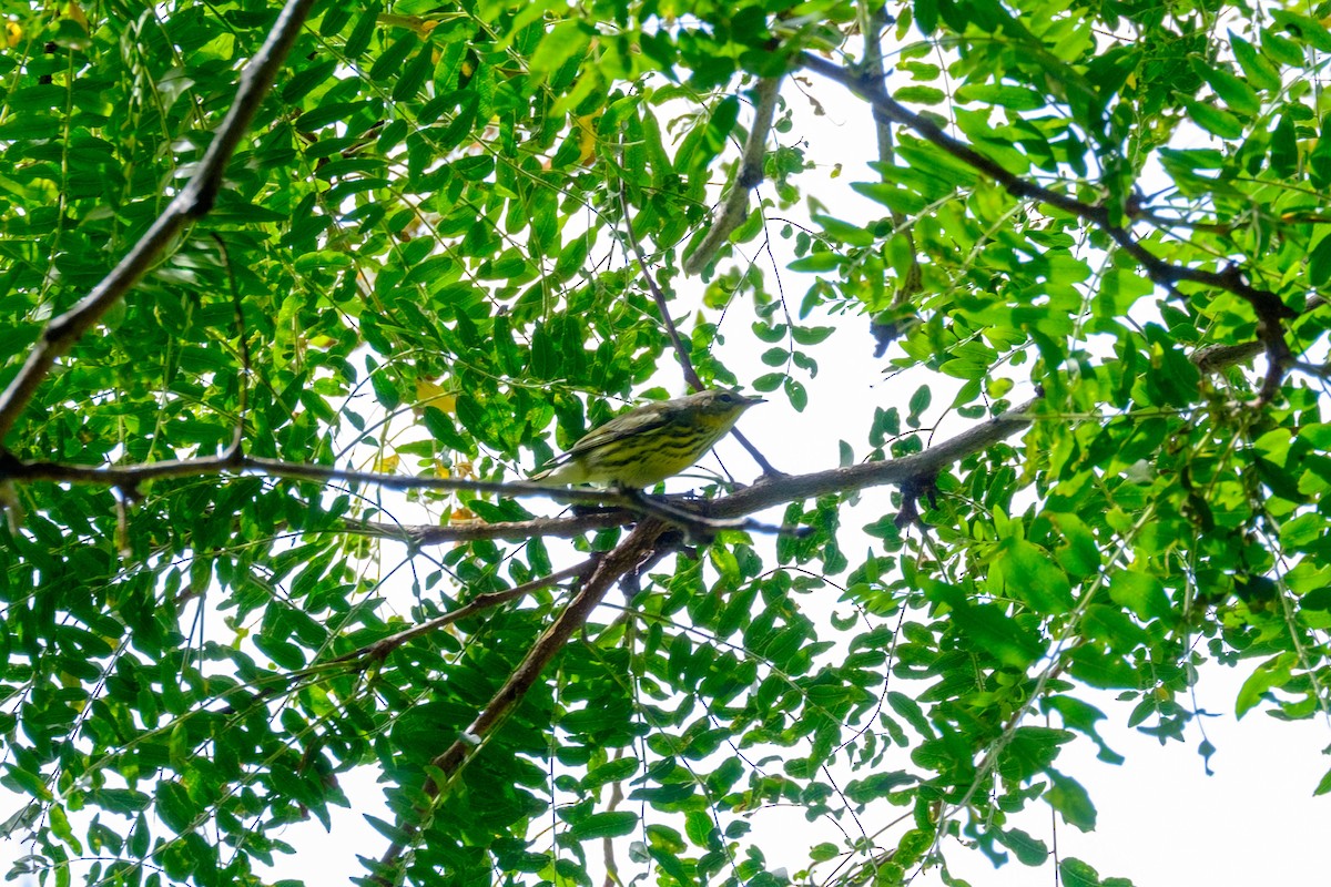 Cape May Warbler - ML263826171