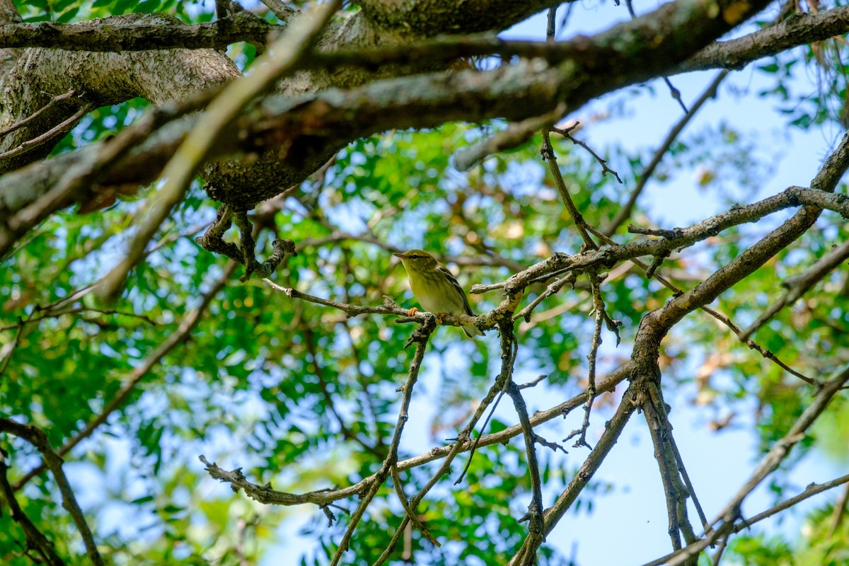 Blackpoll Warbler - ML263826261