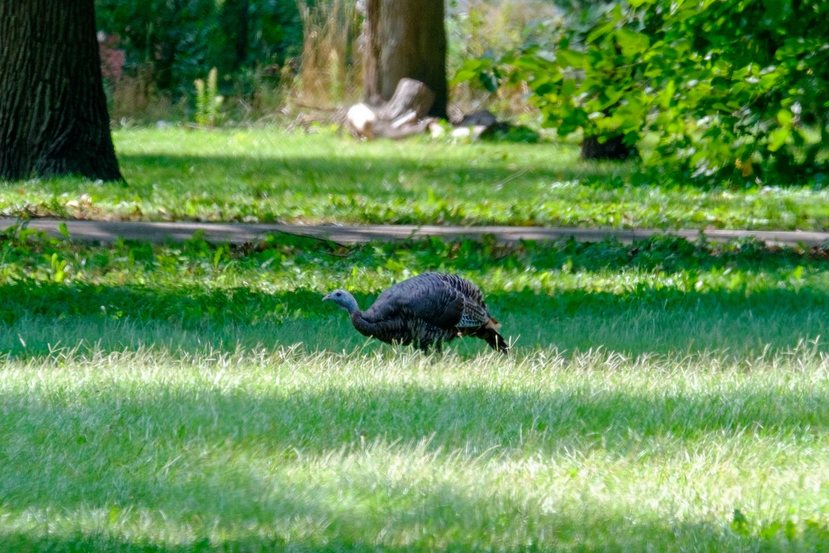 Wild Turkey - ML263826491