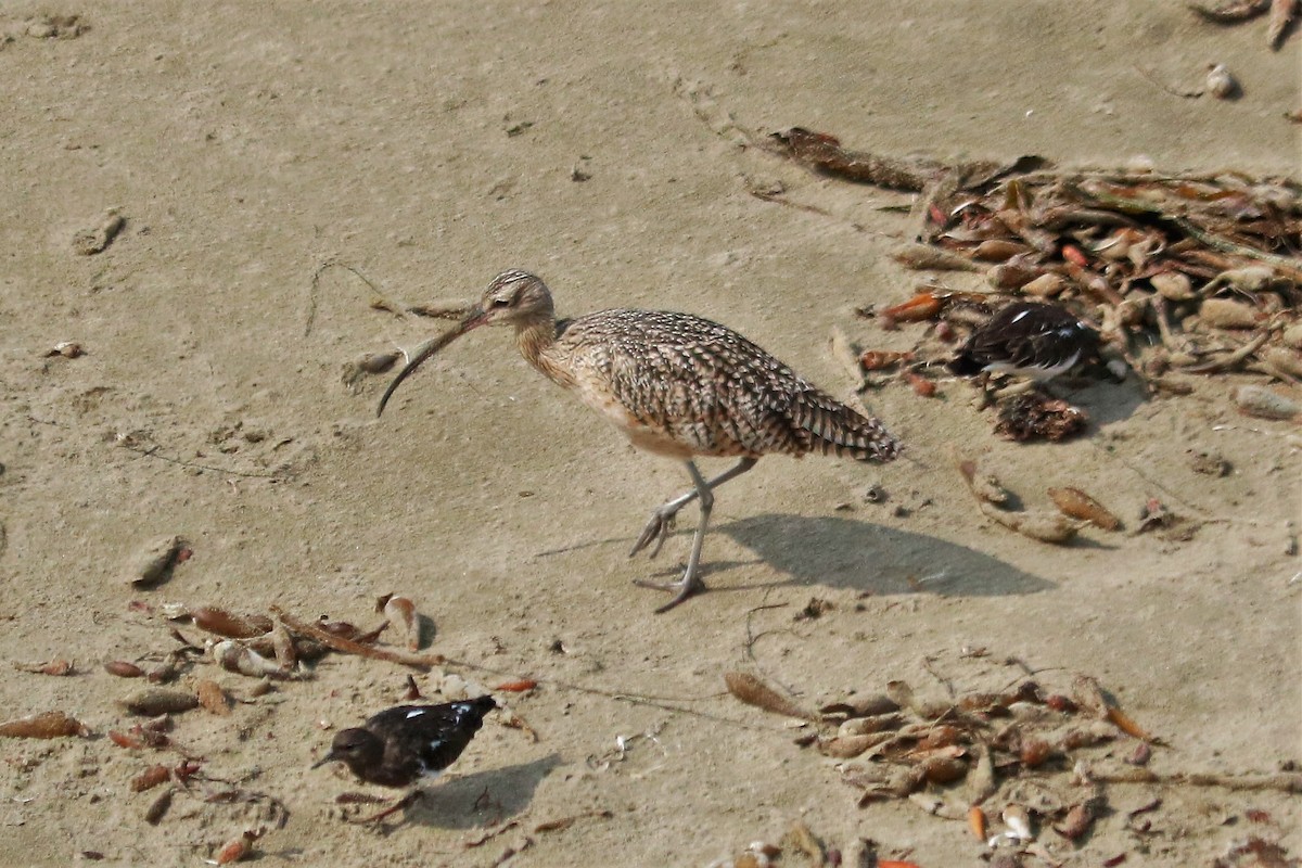 Long-billed Curlew - Bernice Hilton