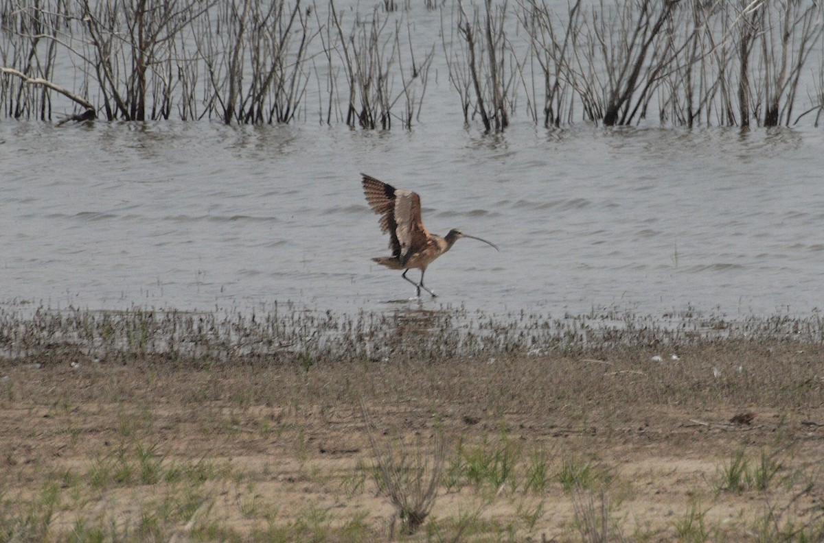 Long-billed Curlew - ML263828101