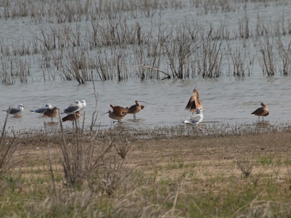 Long-billed Curlew - ML263828111