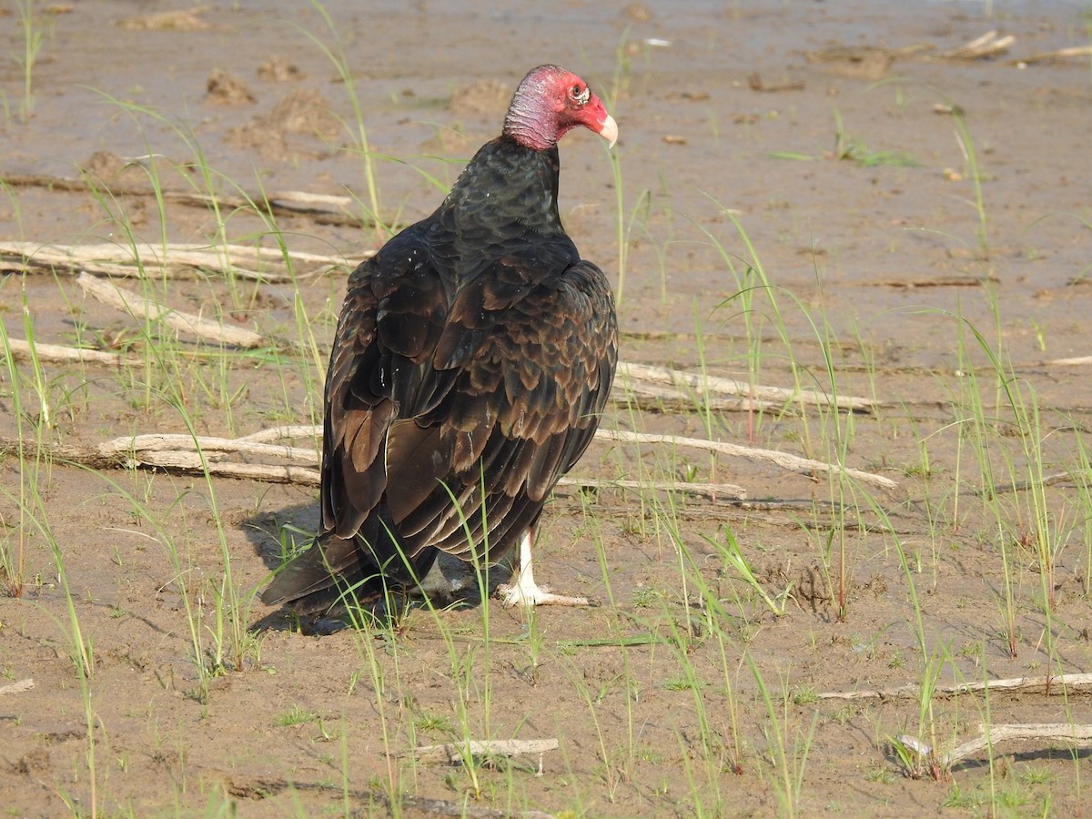 Turkey Vulture - ML263828141