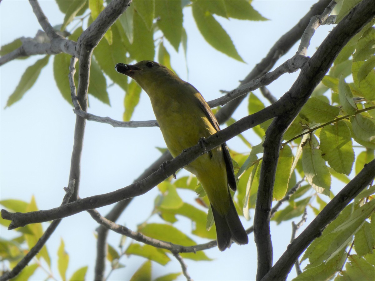 Western Tanager - ML263828811