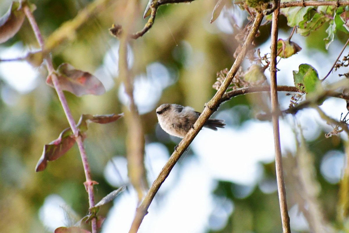 Bushtit - Taylor Gallagher