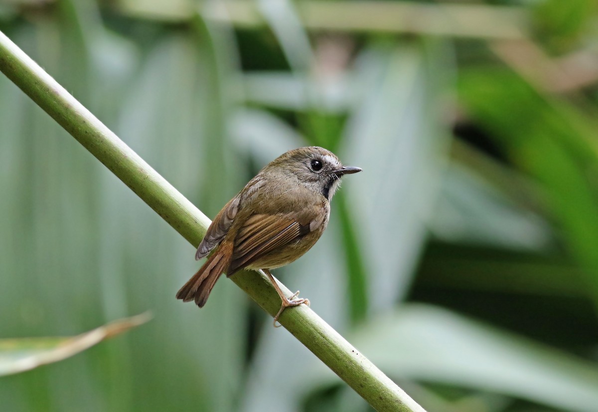White-gorgeted Flycatcher - ML263829311