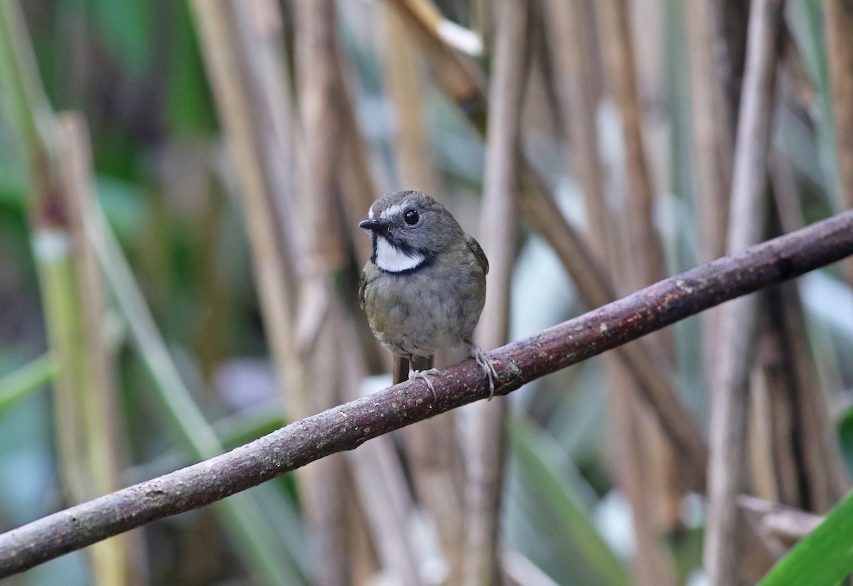 White-gorgeted Flycatcher - ML263829351