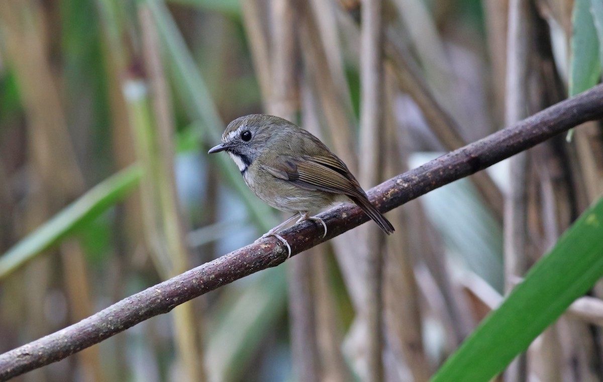 White-gorgeted Flycatcher - ML263829381