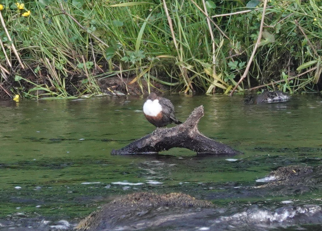 White-throated Dipper - ML263829621