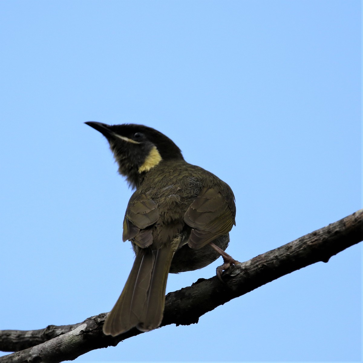 Lewin's Honeyeater - ML263829701