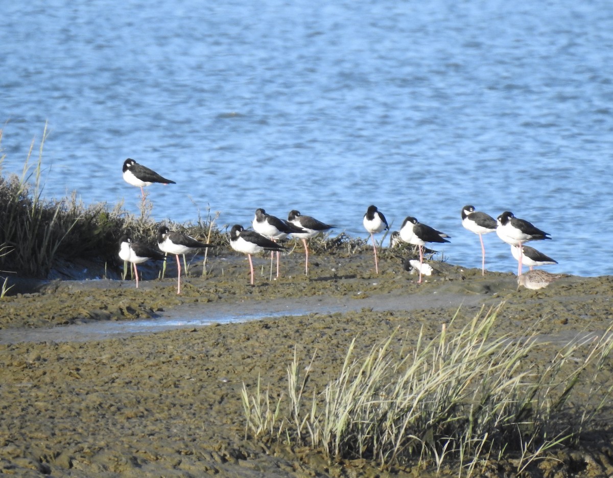 Black-necked Stilt - ML263830811