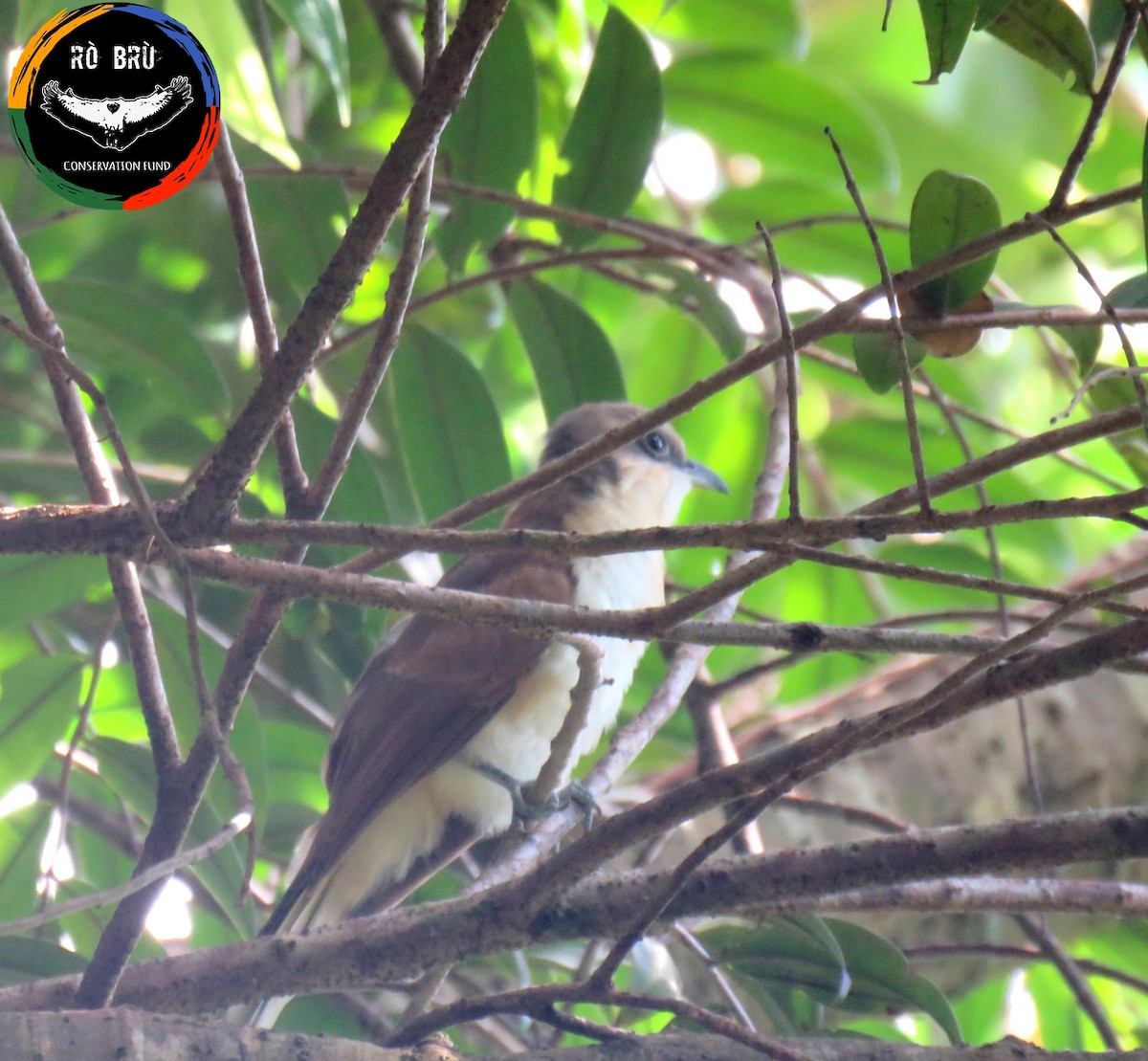 Cocos Cuckoo - Tenorio sp