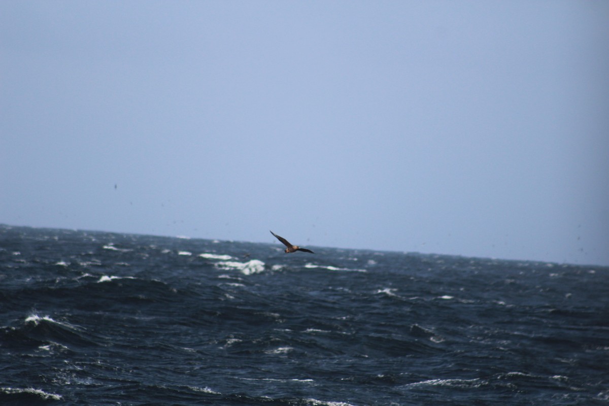 Chilean Skua - ML263833961