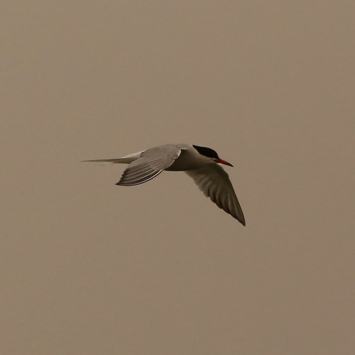 Common Tern - ML263835111