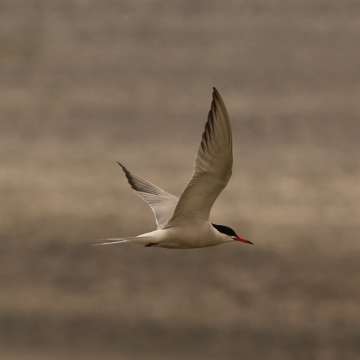 Common Tern - ML263835131