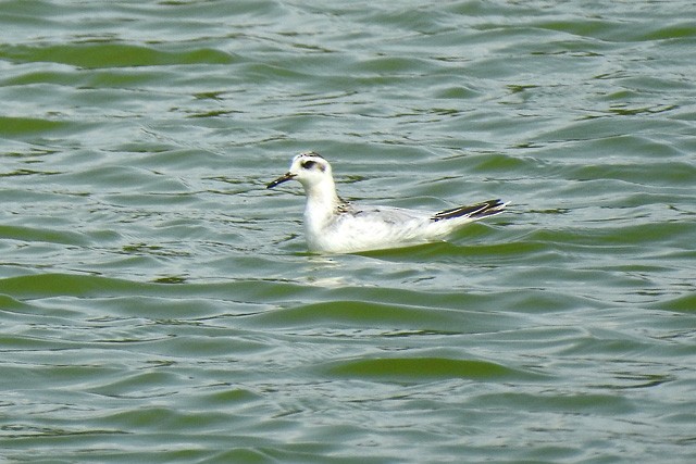 Red Phalarope - ML263835721