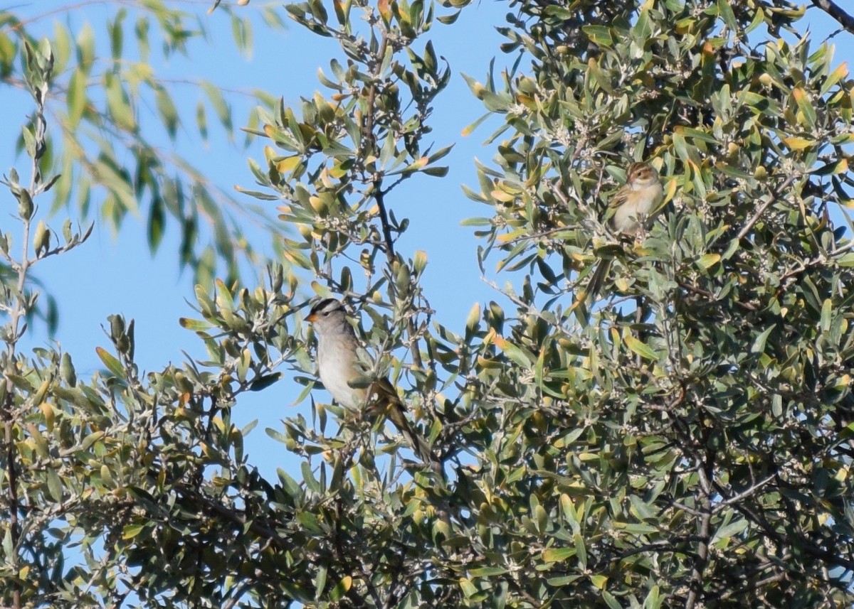 White-crowned Sparrow - Shannon Donaldson