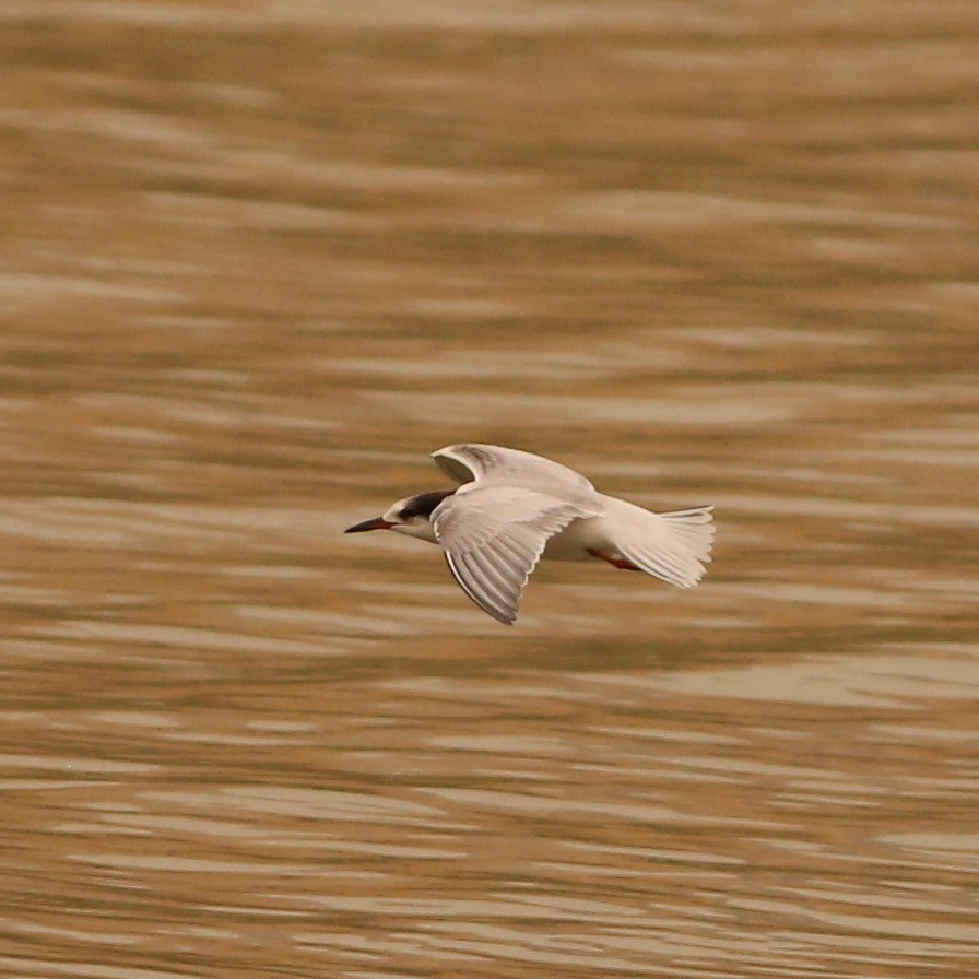 Common Tern - Pete Dunten