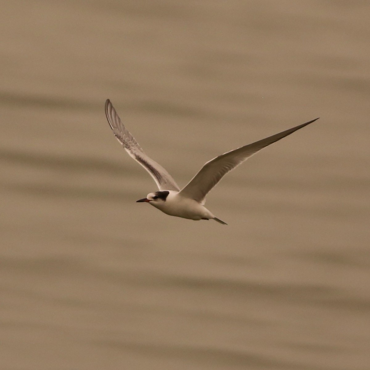 Common Tern - ML263837791