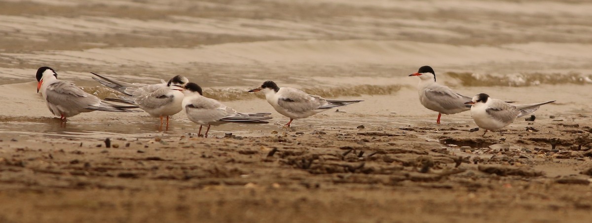 Common Tern - ML263837801