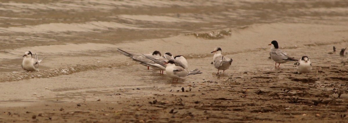 Common Tern - ML263837811